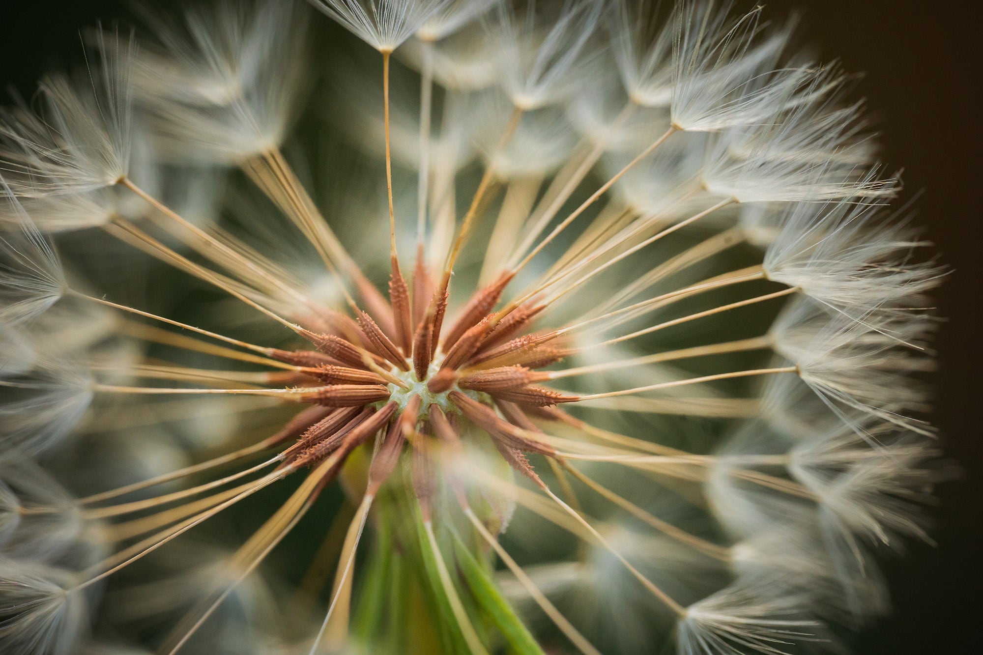 SIGMA 105mm F2.8 ART DG DN MACRO Eマウント